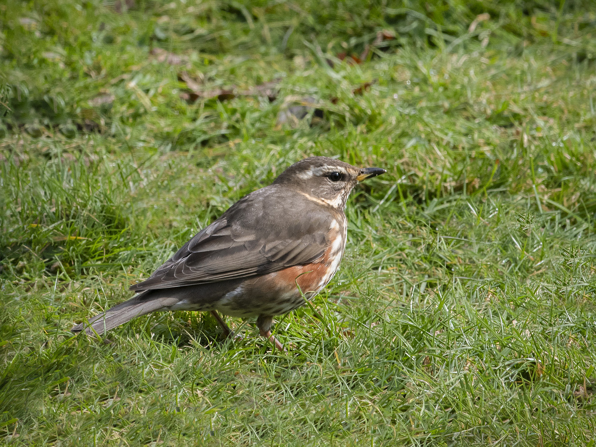 Redwing - John Laverock